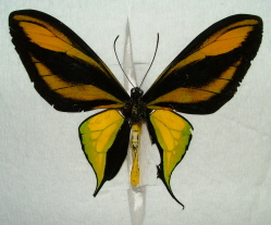 Ornithoptera paradesia arfakensis male orange aberration (Internet Image property of respective owner, non-commercial use only)